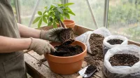 パキラの植え替えは土選びが大事！おすすめ用土の特徴とは？